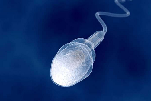 吃精子会怀孕吗？生殖系统的基本知识一览
