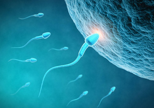 精子在女性体内能存活多久？精子摄入女性体内存活时间一览