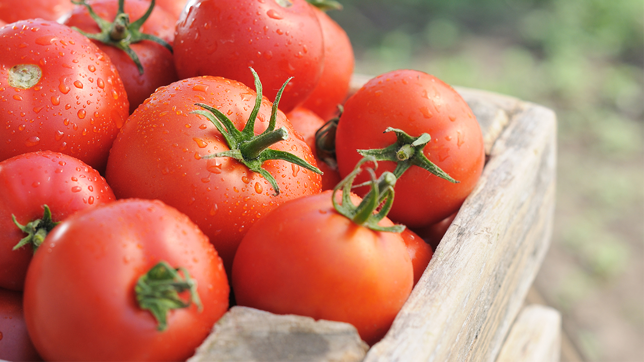 每天只吃西红柿能减肥吗？西红柿是减肥圣品吗