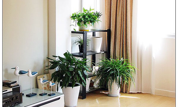 有哪些植物适合摆放客厅？客厅适合摆放的三大植物看风水