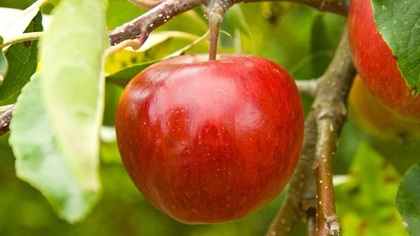 哪些人不能吃苹果？苹果红枣枸杞汤有什么功效