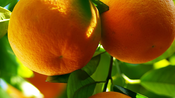 如何保存新鲜橘子不会坏？橘子不能和什么一起吃