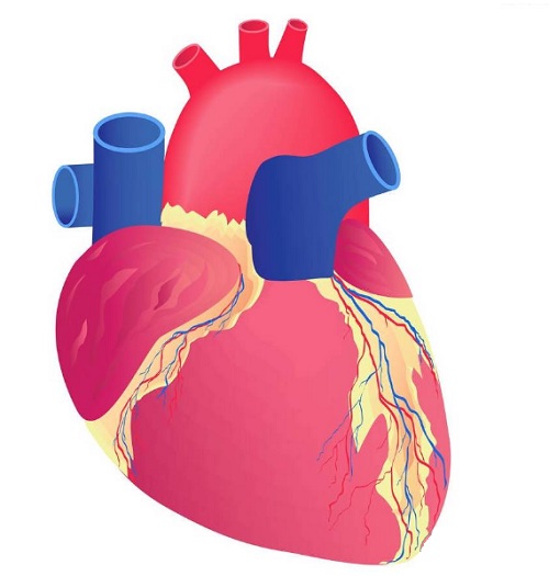 血管发出的求救信号有哪些 夏天怎么预防心血管疾病