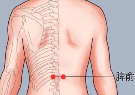 脾俞的准确位置图在哪 脾俞穴的功效与作用有什么