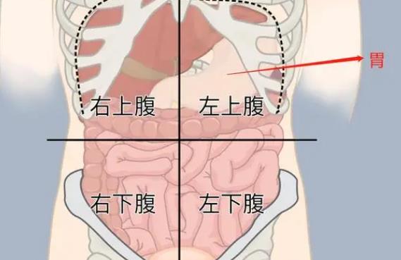 胃在身体哪个位置图片 胃痛怎么办